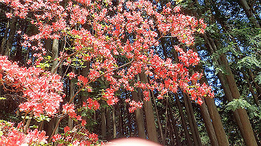 p5071330_thumb.jpg