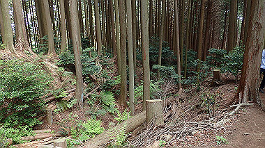 p5071339_thumb.jpg