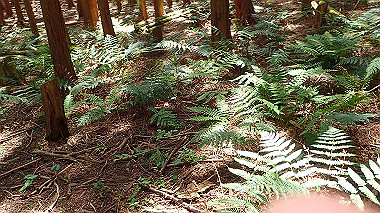 p5071345_thumb.jpg