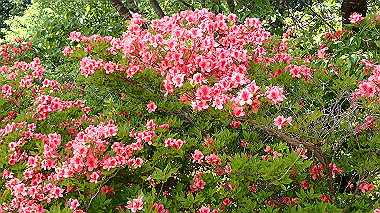 p5071441_thumb.jpg
