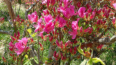 p5071458_thumb.jpg
