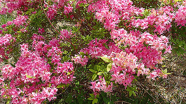 p5071468_thumb.jpg