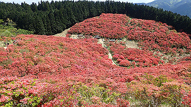 p5071472_thumb.jpg