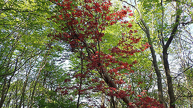 p5071494_thumb.jpg