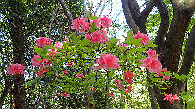 p5071501_thumb.jpg