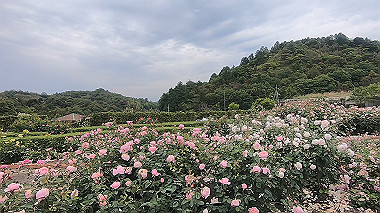 gx016493.mp4_snapshot_03.09_thumb.jpg