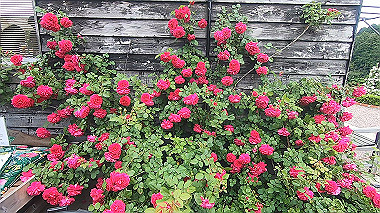 gx016494.mp4_snapshot_00.44_thumb.jpg