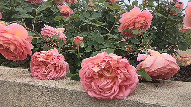gx016495.mp4_snapshot_00.00_thumb.jpg