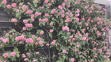 gx016495.mp4_snapshot_00.33_thumb.jpg