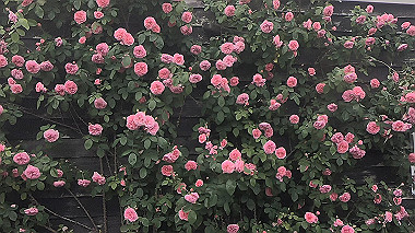 gx016495.mp4_snapshot_00.36_thumb.jpg