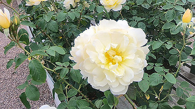 gx016495.mp4_snapshot_00.45_thumb.jpg