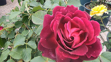 gx016495.mp4_snapshot_00.56_thumb.jpg