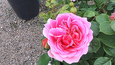 gx016495.mp4_snapshot_01.02_thumb.jpg