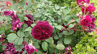 p5151689_thumb.jpg