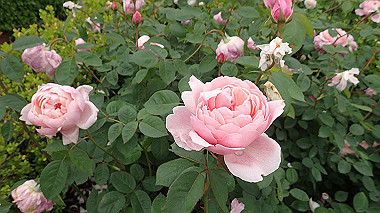 p5151691_thumb.jpg
