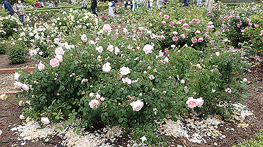 p5151705_thumb.jpg