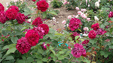 p5151707_thumb.jpg