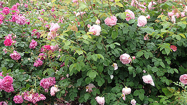 p5151709_thumb.jpg