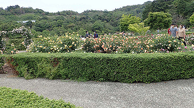 p5151710_thumb.jpg