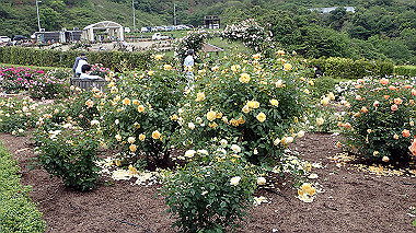 p5151711_thumb.jpg