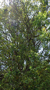 p5280286_thumb.jpg