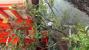 p5280304_thumb.jpg