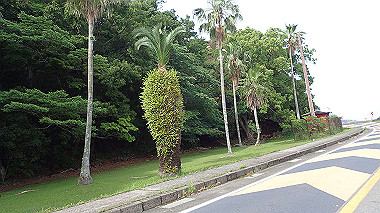 p5280347_thumb.jpg
