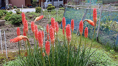p5270032_thumb.jpg