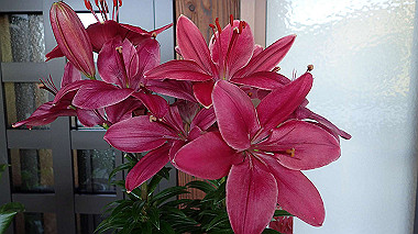 p5270122_thumb.jpg