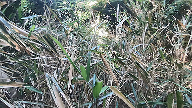 gx016787.mp4_snapshot_01.58_thumb.jpg