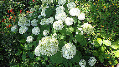 p6090527_thumb.jpg