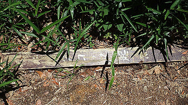 p6090584_thumb.jpg