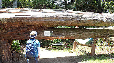 p6090674_thumb.jpg