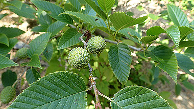 p6090734_thumb.jpg
