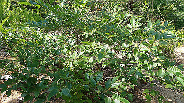 p6090735_thumb.jpg
