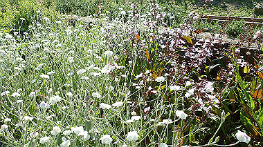 p6090760_thumb.jpg
