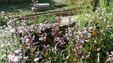 p6090761_thumb.jpg