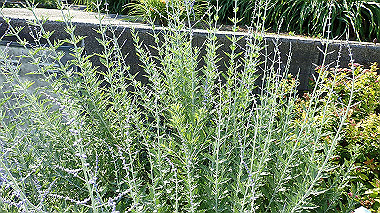 p6090766_thumb.jpg