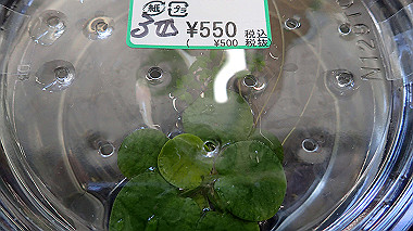 p7230923_thumb.jpg