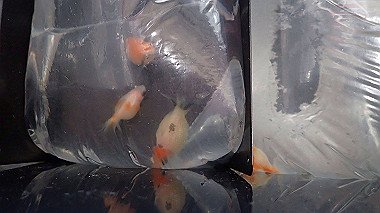p7230925_thumb.jpg