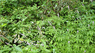 p7230942_thumb.jpg