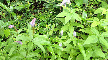 p7230944_thumb.jpg