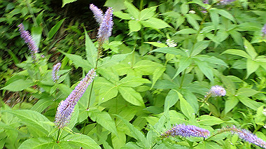 p7230945_thumb.jpg