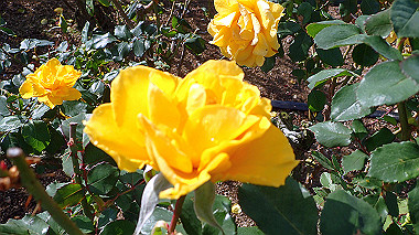 20221127_pb273241_thumb.jpg