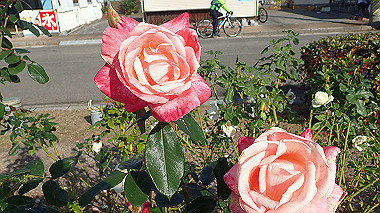 20221127_pb273243_thumb.jpg