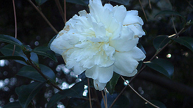 2022-12-27_pc273745_thumb.jpg