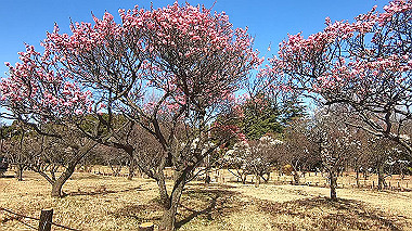 gx017566.mp4_snapshot_00.15_thumb.jpg
