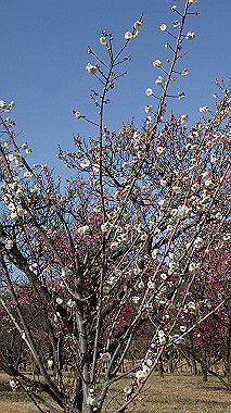 p2124587_thumb.jpg