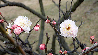 p2174620_thumb.jpg