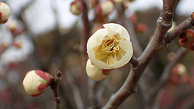 p2174626_thumb.jpg